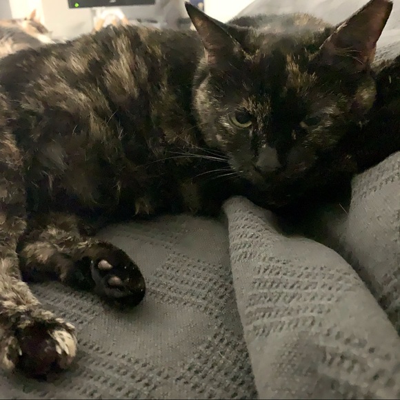 Emo - Picture 9 of 12